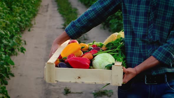 Man Farmer with a Harvest of Vegetables