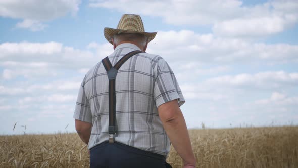 Senior Man Working in a Wheat Field