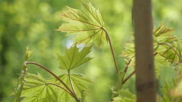 Young Beautiful Maple Leaves In The Wind