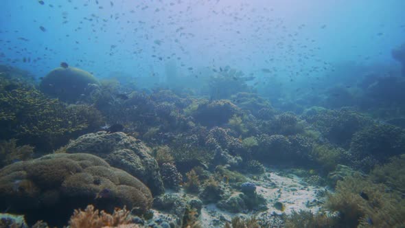 light camera pan over a beautiful coral reef in Raja Ampat