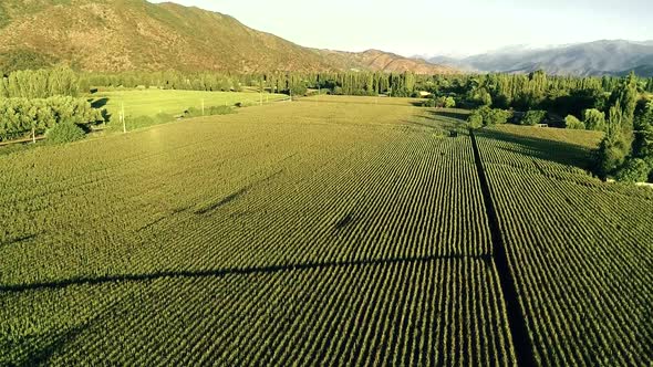 60 fps (slow could be slow motion) aerial view of a cornfield in Chile summer time, close to one of