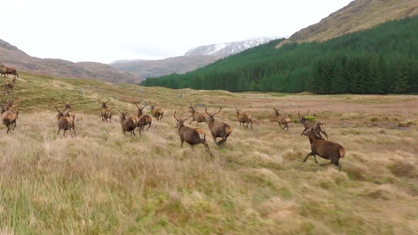 A Herd of Red Deer Stags Running in Scotland in Slow Motion