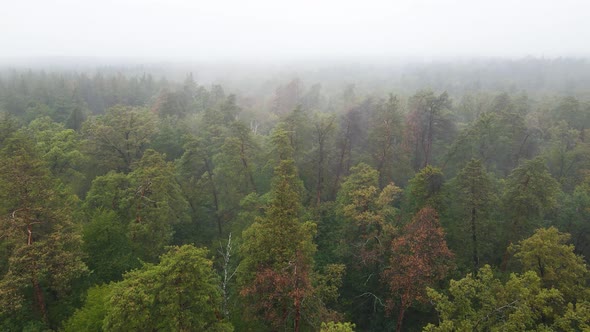 Fog in the Forest Aerial View