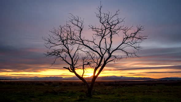 Colorful sunset time lapse as tree is silhouetted against the sky