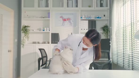 Asian veterinarian examine cat on table during appointment in veterinary clinic in pet hospital.