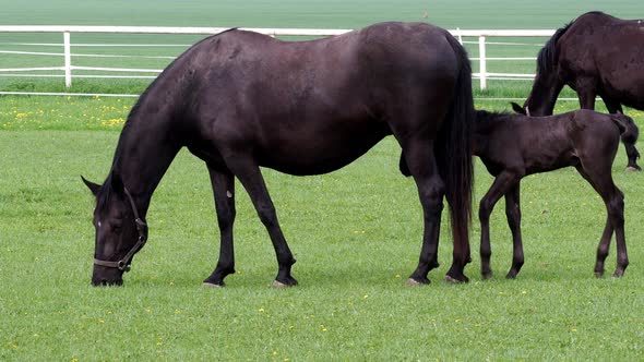 Black kladrubian horse, mare with foal	