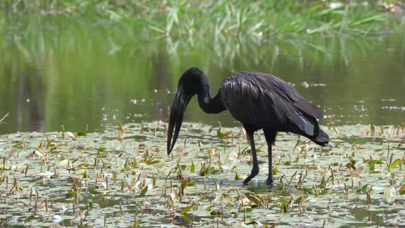 African openbill in a lake hunting for fish