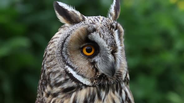 Long-Eared Owl,  Asio otus. UK