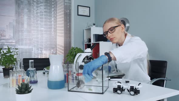 Chemistry Lab: Female Scientist Giving Hamster Organic Material To Eat