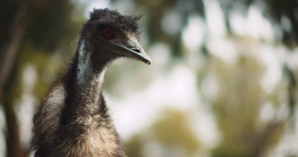 Close up of Emu at the farm, on a sunny day, trees bokeh background