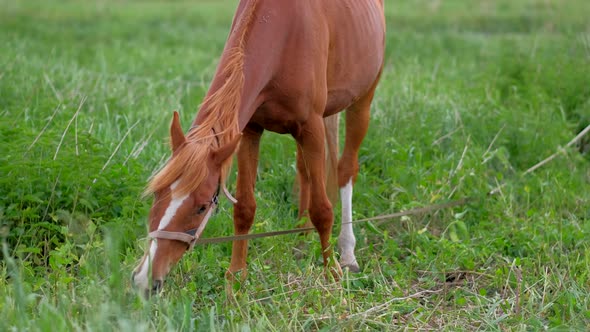 Red Horse Eating Grass at Rural Field