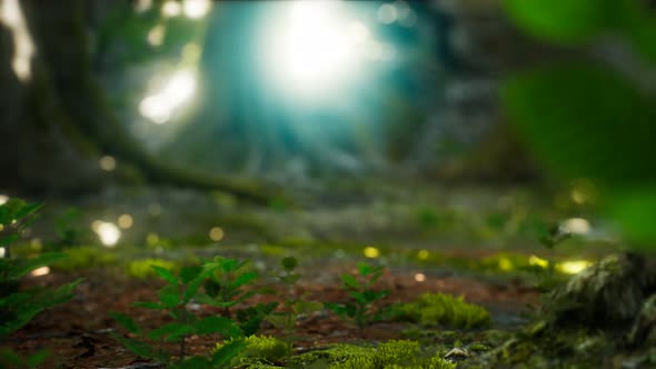 Sunlight Rays Pour Through Leaves in a Rainforest alt