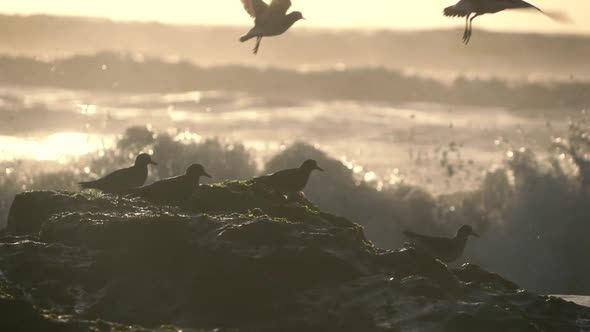 Birds and Ocean