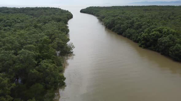 Aerial fly over river with mangrove tree