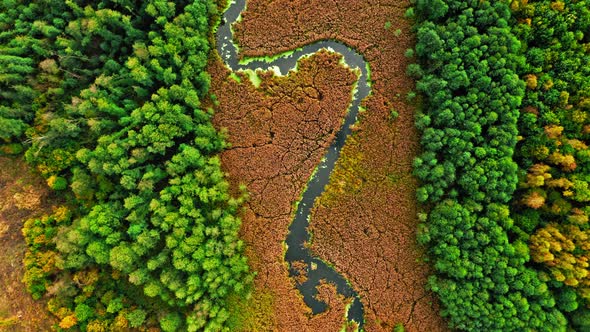 Beautiful swamps and river in autumn. Aerial view of wildlife.