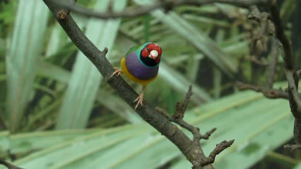 Exotic Little Colorful Pet Bird Lady Gouldian Finch Jumping From Tree Branch