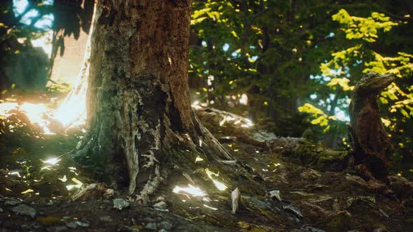 The Primeval Forest with Mossed Ground