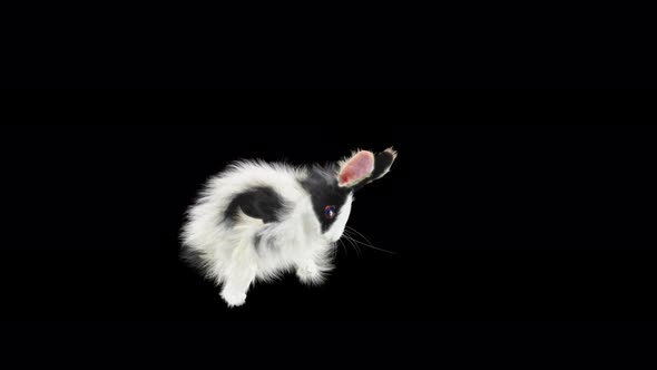 Rabbit Dancing 4K