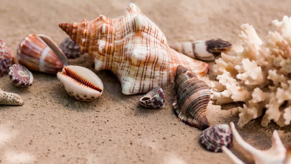 Sea Shells with Sand as Background. Summer Beach