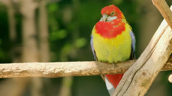 A bright red and yellow eastern rosella or Platycercus eximius parrot or parakeet