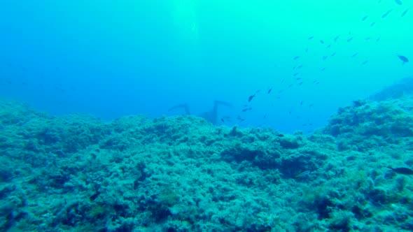 Following a diver into the abyss, surrounded by small fishes. Filmed in realtime at 4k