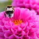 Black and yellow bumble bee extracts nectar from dahlia flowers. - VideoHive Item for Sale