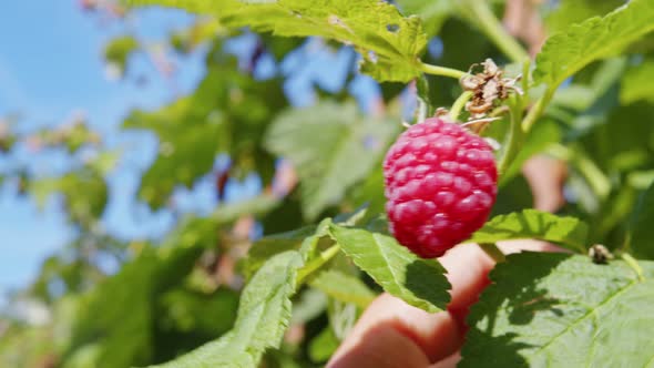 Hand Picks Raspberries From Branch in Garden