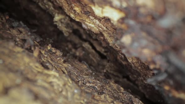 Macro Close-up Shot of Holes on a Tree