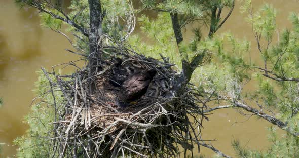 Unusual perspective looking down into a nest with two bald eagle babies high above a raging river.