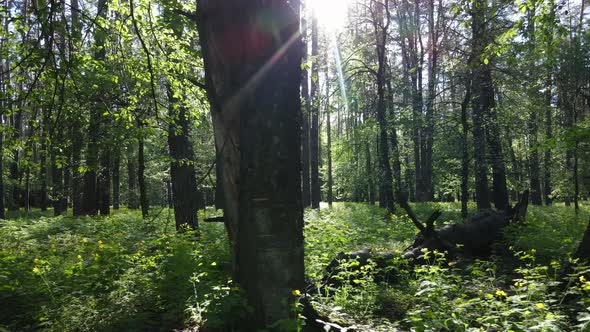 Wild Forest Landscape on a Summer Day