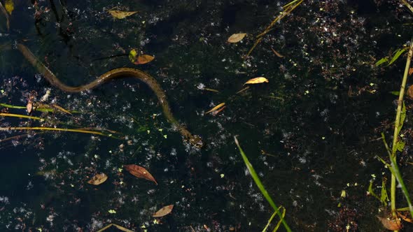 Snake in Swamp Thickets and Water Algae Closeup Serpent in River