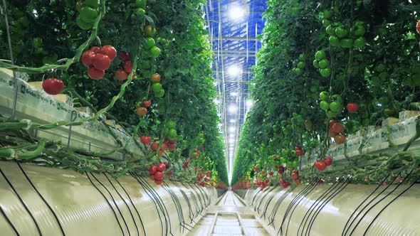 Hothouse Passage Between Two Rows of Tomatoes