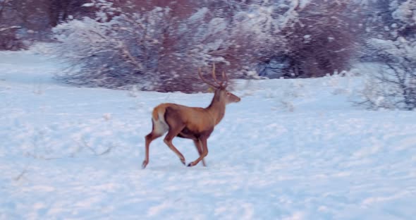 Deer Runs on the Snowy Clearing in Front of the Trees