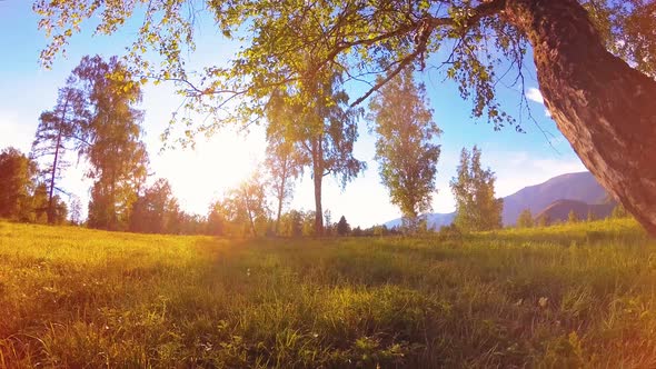 Sunny Rural Meadow at Mountain Landscape with Green Grass Trees and Sun Rays