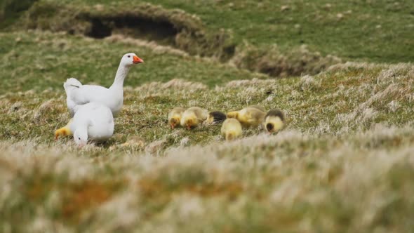 Ducks and Ducklings in Wildlife Park Along Grassy Lands on a Windy Day