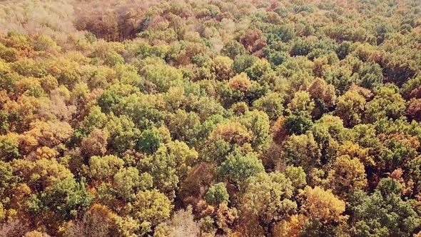 view of the autumn park on the background of the city. Aerial view. Camera motion down