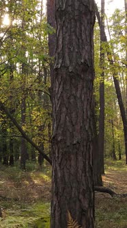 Vertical Video of Trees in the Forest in Autumn