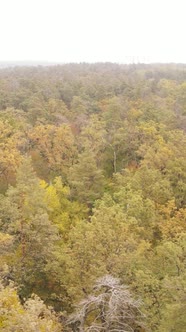 Vertical Video Autumn Forest By Day