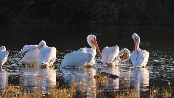 A flock of pelicans cleaning on the edge of the pond with watering slowly.