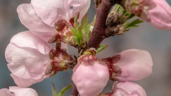 Peach Flower Blossom Timelapse