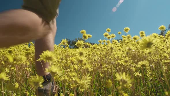 Young man walks through a meadow of swaying yellow Everlasting wildflowers in Coalseam Conservation