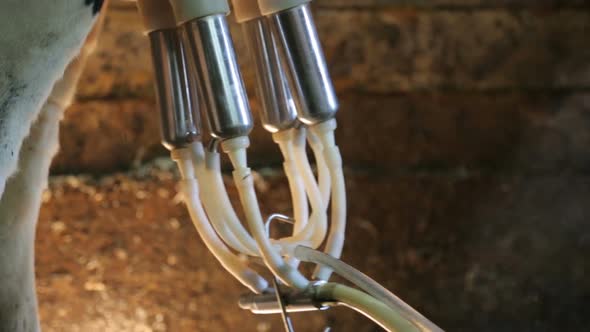 Milking machine in cowshed closeup