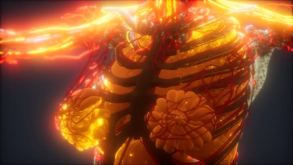 3d Rendered Medically Accurate Animation of Heart and Blood Vessels alt