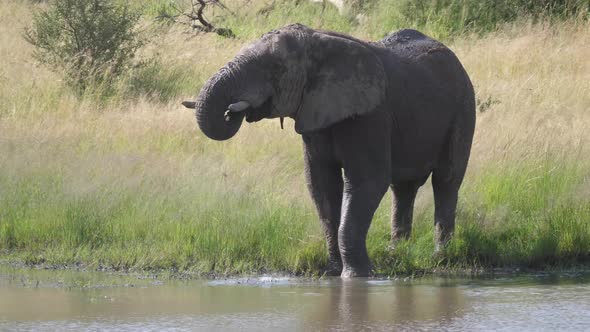 Elephant drinks from a lake at Pilanesberg 