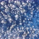 Aerial Shot of Winter Forest - VideoHive Item for Sale