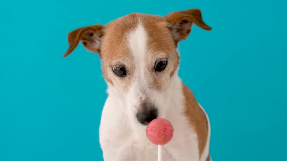 Candy Lollipop Licking Dog