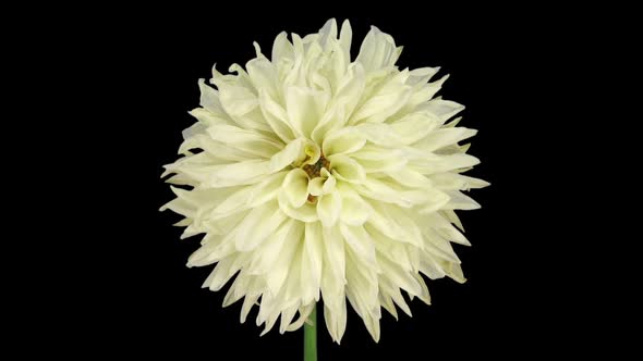 Time-lapse of dying white dahlia