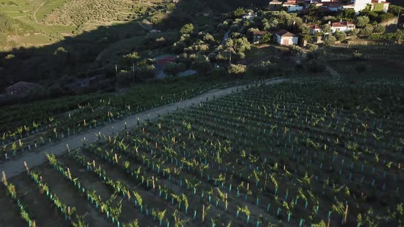 Beautiful view as aerial pulls away and tilts up to reveal a vineyard and rows of grape vines atop a