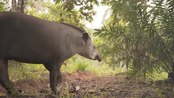 South American Tapir Walking In Tropical Amazon Forest. Slow Motion
