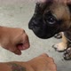 Big puppy eyes on French Bulldog doing dog tricks with owner - VideoHive Item for Sale